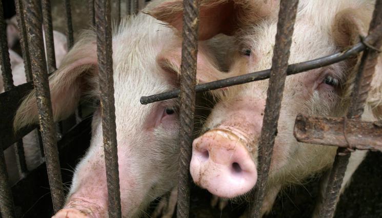 Агро - Агро Телеграф: Нови правила за хуманно отглеждане на животни