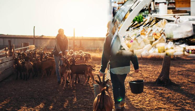 сирене ферма - Сиренето скача двойно от фермата до щанда