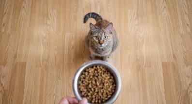 котешка храна