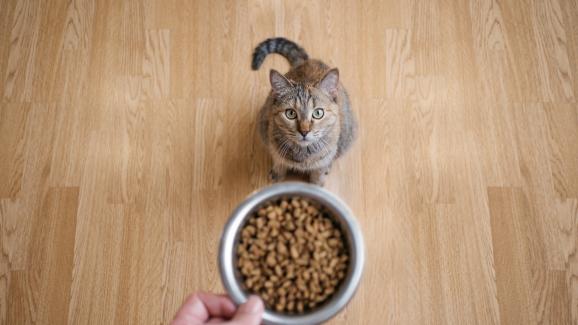 котешка храна