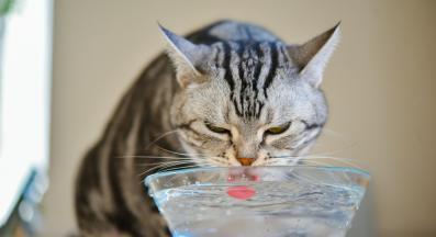 котка пие вода