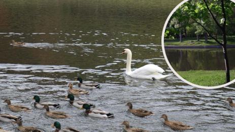 патици бачиново