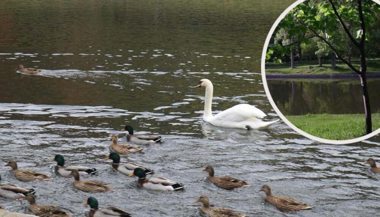 патици бачиново - ПО ТЪМНИ ДОБИ: Неизвестен изби 17 патици в парк (СНИМКИ)