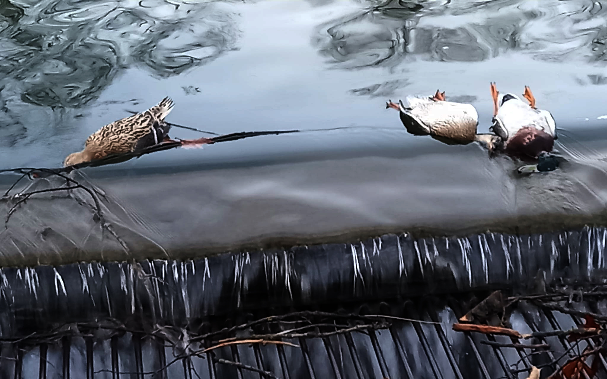 убити патици