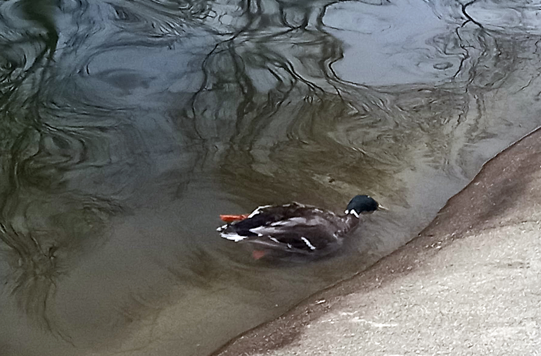 убити патици