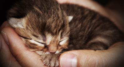 бебе котета