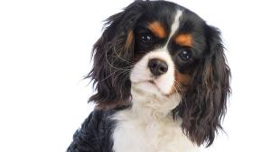 Норвегия забрани две породи кучета защото чертите които ги правят