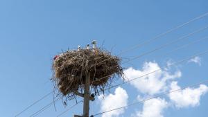 Служители на Община Трявна укрепиха щъркеловото гнездо което се намира