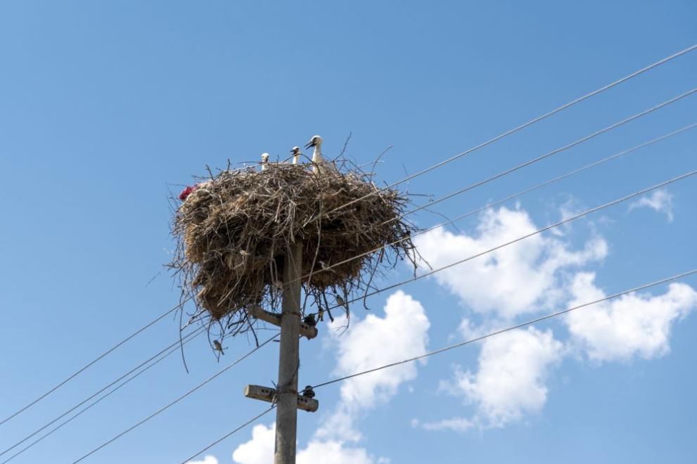 Служители на Община Трявна укрепиха щъркеловото гнездо, което се намира