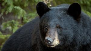 Черна мечка с тегло около 250 кг е нанесла щети