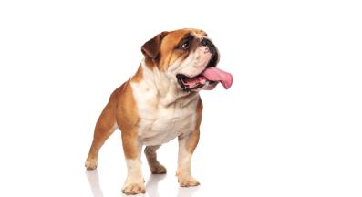 Английски булдог