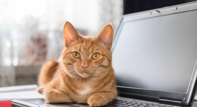 котка седи върху неща