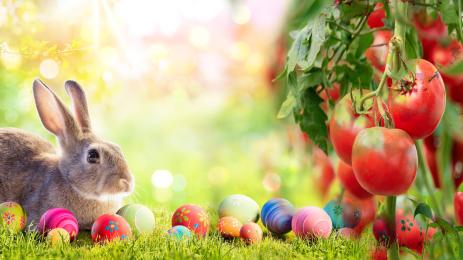 Великден домати