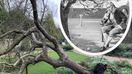 ябълка Нютон