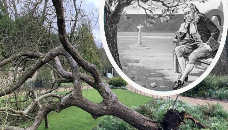 ябълка Нютон - Буря изкорени ябълката на Нютон, учените ще посадят наново издънка от легендарното дърво