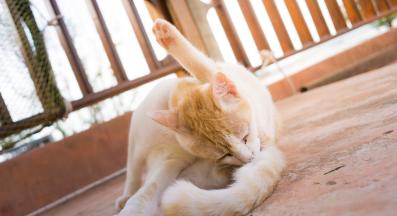 котка се мие