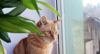 котка гледа през прозорец