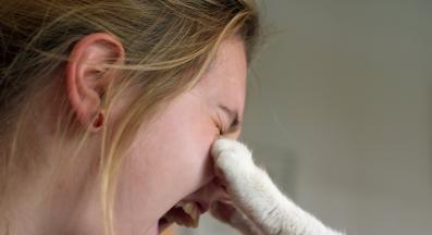 котка през нощта