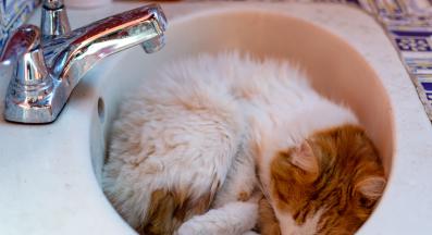 котка в баня