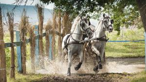Младоженци в австрийския град Хьорбранц останаха без карета защото конете
