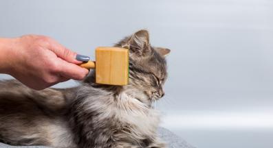 разресване на малко коте