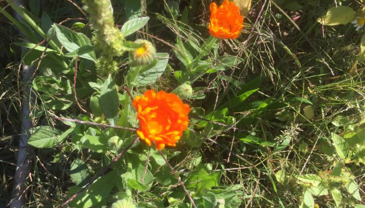 Агро - Агро Телеграф: Балучка гледаме за пера, арпаджик за лук