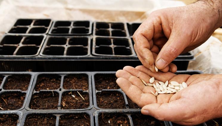 Агро - Агро Телеграф: Краставицата вирее най-добре в парник