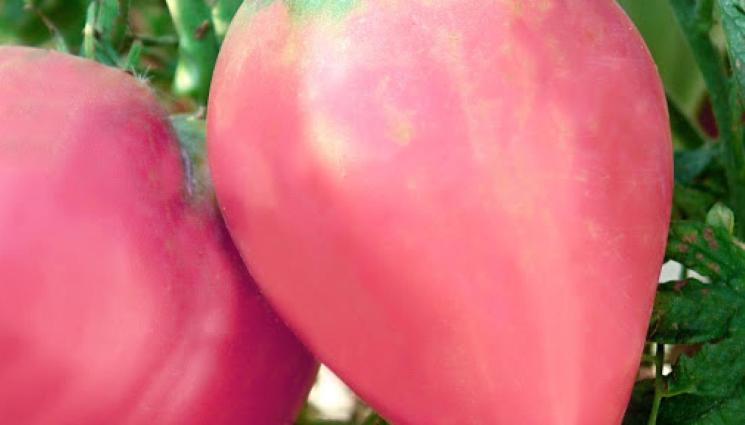 Агро - Агро Телеграф: Учени търсят идеалния домат