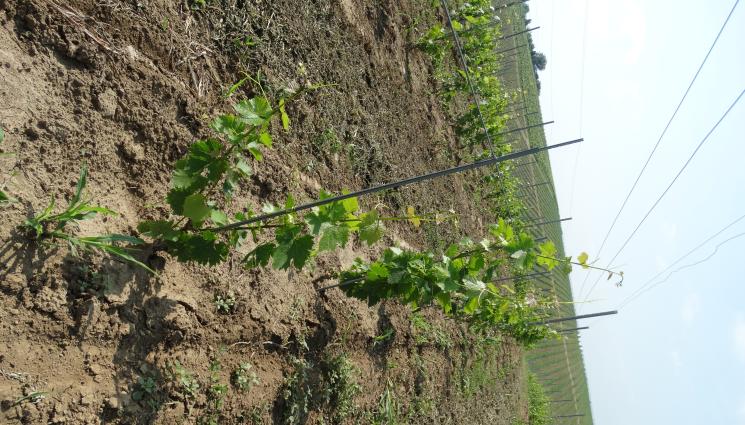 Агро - Агро Телеграф: Създаваме лозе от вкоренени резници