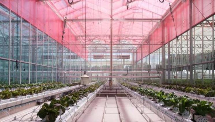 Агро - Агро Телеграф: Червено покритие на оранжерията вдига реколтата