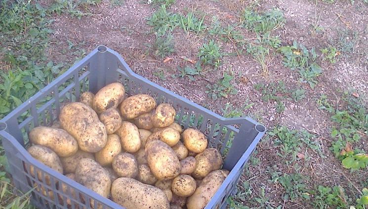 Агро - Агро Телеграф: Картофите увеличават страстта в леглото