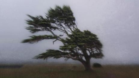 силен вятър дърво