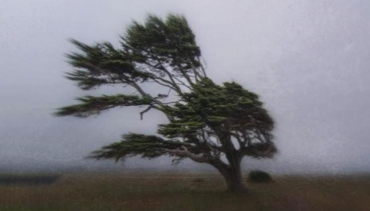 силен вятър дърво - СТИХИЯ: Ураганният вятър обърнал още един автобус, подметнал го като салфетка