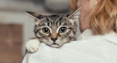 тъжна котка