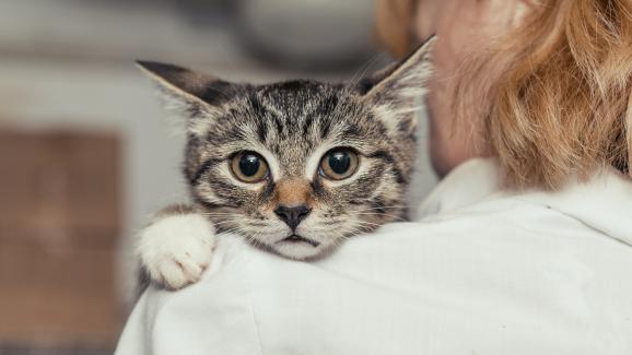 Котките страдат ли от тревожност при раздяла