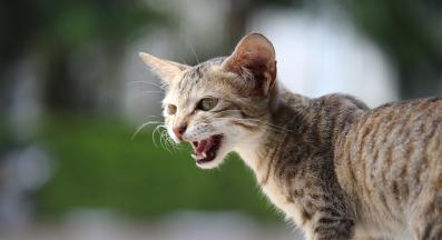 котка мяука