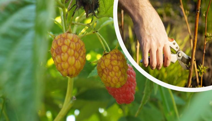 аа - Малинопроизводители готови да посрещнат 1000 украинци