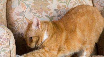 котка драска мебели