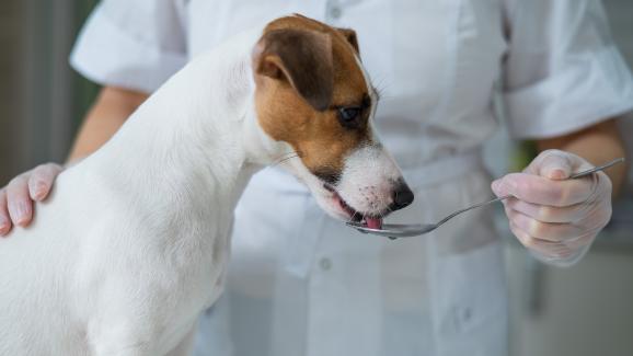 4 здравословни масла, които да добавите към менюто на кучето си