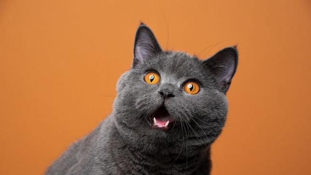 Бездомна котка стана любим училищен талисман в Турция