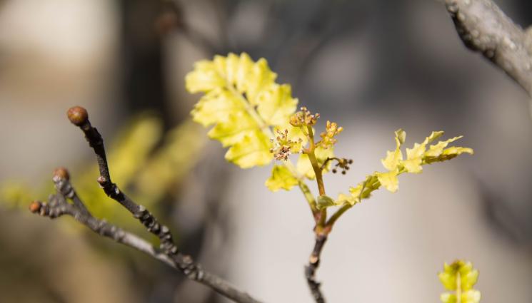 Агро - Агро Телеграф: Отложете пръскането на овошките