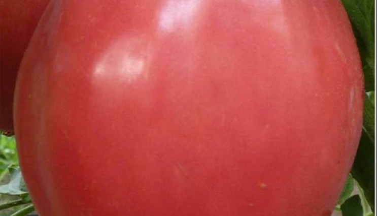 Агро - Агро Телеграф: Доматът „Алено сърце“ с плодове до 700 грама