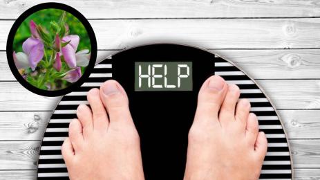 билки наднормено тегло Гръмотрън