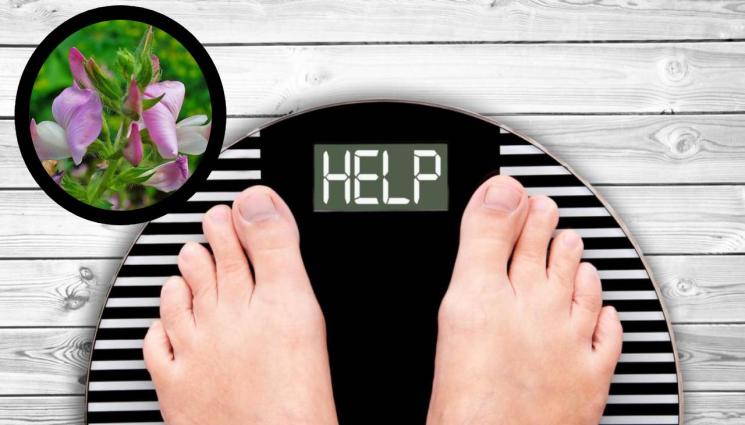 билки наднормено тегло Гръмотрън - ВОЙНА С КИЛОГРАМИТЕ: Знаете ли коя е най-ефективната билка за отслабване