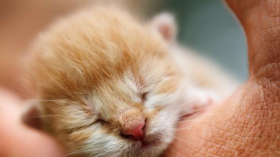 Колко котенца могат да се родят в едно котило
