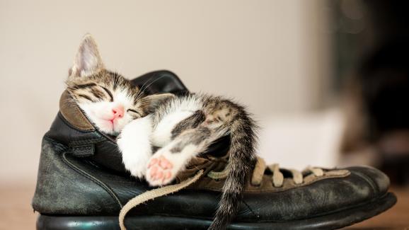 Къде обичат котките да спят