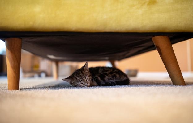 коте спи под диван
