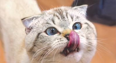 изплезено коте