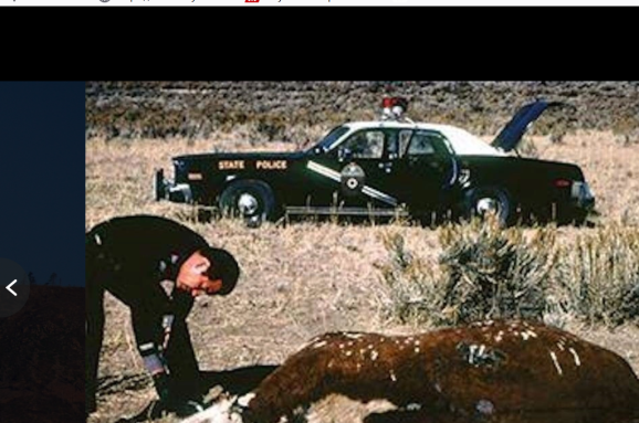  Една от снимките на избитите през 1979 г. крави със странни разрези.