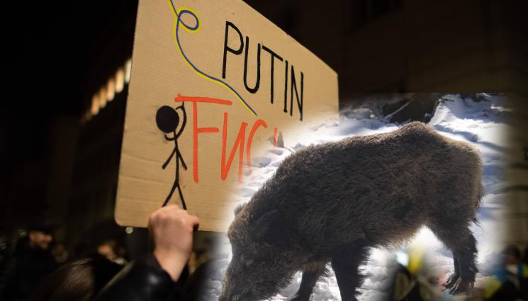 путин - „Нито една свиня не заслужава името на този мерзавец“. Немски парк за диви животни ще прекръсти глигана Путин, защото служителите не могат повече да го произнасят